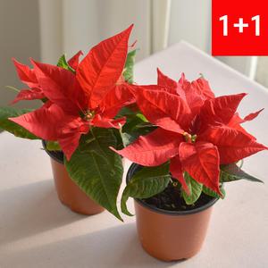 포인세티아(소) 크리스마스 꽃 겨울 생화