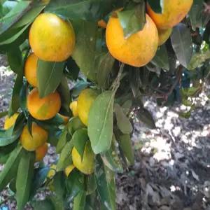 못난이귤15kg중대과