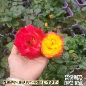 사계정원장미 트위스터셀렉트 개화주 화분묘 사계 정원장미 노지월동 묘목 (목하원예조경)