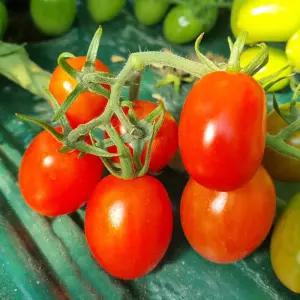 초록초록팜 유기농 대추 방울 토마토 1kg 2kg 친환경 방토