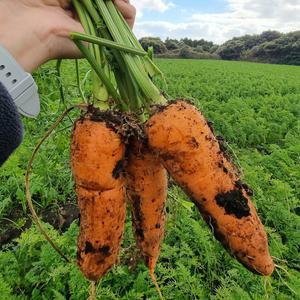 구좌당근 3kg 사이즈별