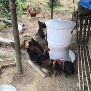 닭모이 공급기 병아리 급식 자동 닭 먹이 주기 오리