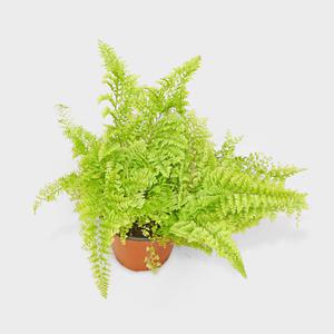 마이플랜트 솜사탕 고사리소형 키우기쉬운 인테리어 공기정화 식물모종