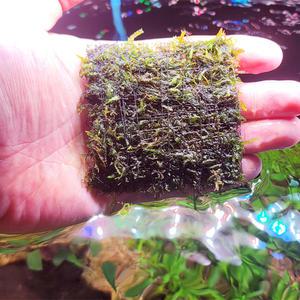 대삼각모스 8x8 스텐활착 음성수초 어항 구피 새우 은신처 놀이터