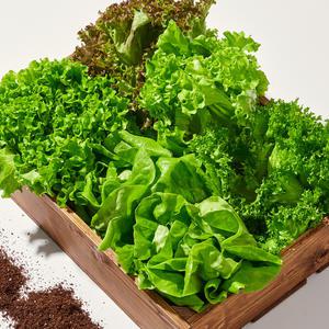 [품질보장]무농약 유럽식 샐러드채소 1kg 3~6종 랜덤발송