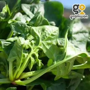 해풍맞은 남해 시금치 4KG 보물초 남해초