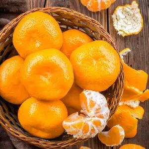 [프레쉬킹] 제주 서귀포 노지 감귤 5kg 10kg