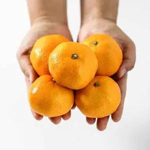 갤러리아 제주도 서귀포 타이벡 노지 꼬마 감귤 9kg /2S미만