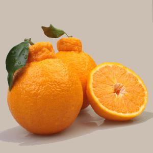 제주 가정용 한라봉 4.5kg내외 대과(09-17과 내외)