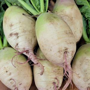 [식품의품격] 국산 과일무 햇 수박 무우 3kg