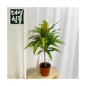 코르딜리네 레몬라임 관엽식물 공기정화식물 플랜테리어 대성식물