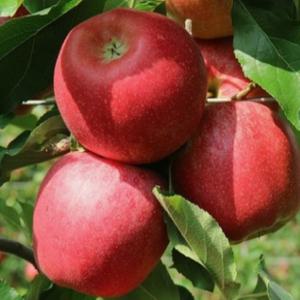 사과나무묘목 미야비 부사 M26 이중접목 1년생