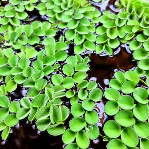 [AD] 완벽 검역 무균 살비니아 쿠쿠라타 8줄기 (달팽이 알 100% 제로) 부상수초 어항 초보구피