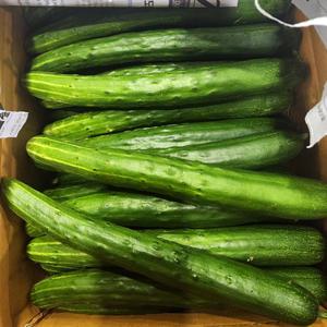 국내산 가정용 취청오이 청오이 2kg 8-10 내외