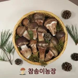 [참송이농장] 국내산 최상급 참송이버섯 중품 500g/1kg