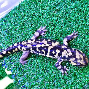 타이거 살라만다,파충류,도마뱀,애완도마뱀