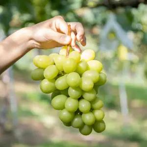 국내산 김천 가정용 샤인머스켓 4kg 8-10수