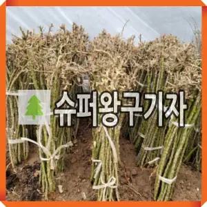 슈퍼 왕구기자나무 묘목 삽목4년 3주묶음
