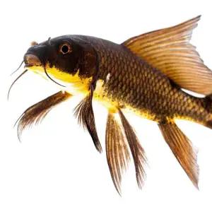 [주니멀열대어][비단잉어] 블랙 버터플라이 코이 8cm 내외관상어