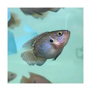 [주니멀열대어][시클리드] 레드쥬얼 시클리드 숏바디 4cm 내외관상어