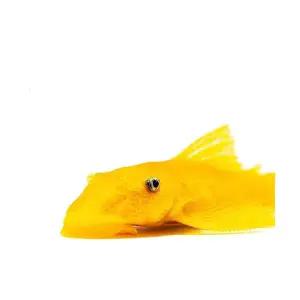 [주니멀열대어][청소물고기] L-144 안시 숏핀 유어 (3-4cm내외)관상어