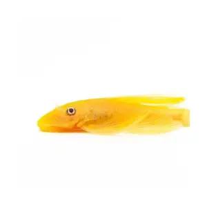 [주니멀열대어][청소물고기] L-144 안시 롱핀 3-4cm내외관상어