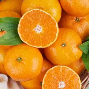 [롯데백화점]맛딜 제주 고당도 조생 노지 감귤 9kg 대과