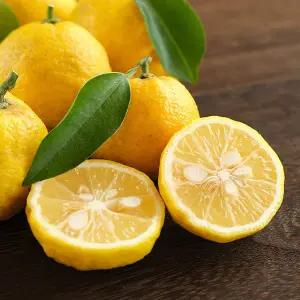 [감동]고흥 햇 유자 못난이 5kg 혼합과