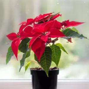 포인세티아 레드 생화 화분 인테리어 플랜트 반려식물 크리스마스 겨울꽃 A11
