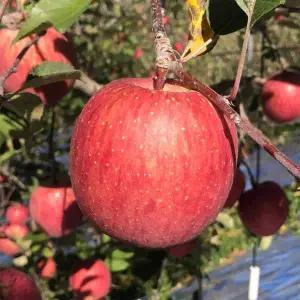 [맛군][맛꾼] 25년 수확 달콤한 제철 가정용 부사사과 4kg 소과(30과내외)