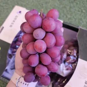 국산 적포도 씨없는포도 레드클라렛