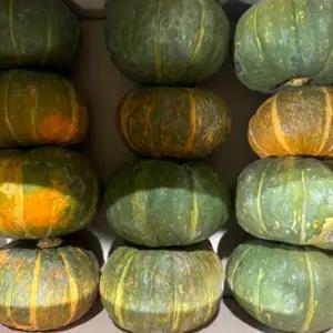 고당도 가정용 제주 미니밤호박 보우짱 단호박 랜덤과 10kg