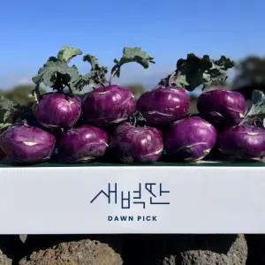 아삭달큰 제주맞은 햇 콜라비 10kg