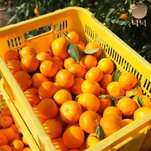 넉넉 제주 고당도 조생귤 감귤 대과 4.5kg (실중량)