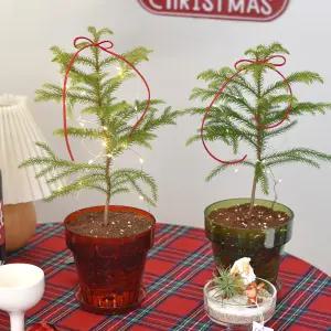 컬러 플라스틱 화분 아라우카리아 크리스마스 식재 화분 생화트리 오너먼트 전구세트