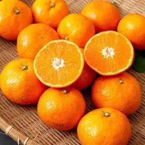 [제주직송] 새콤달콤 제주감귤 9kg 로얄과(S-M)