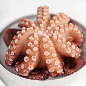 자연산 활 돌문어 1kg