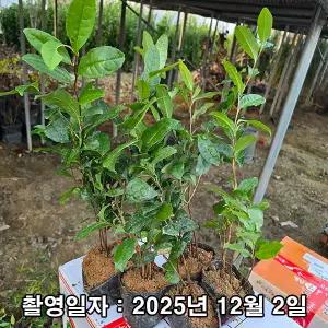 녹차나무 / 실생5년 / 포트묘