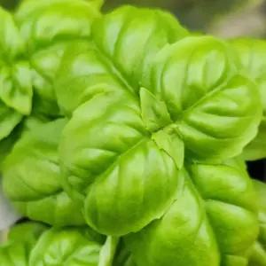 스위트 바질 생바질 채소 식용허브 직접재배 스마트팜 수경재배 신선한바질 A06