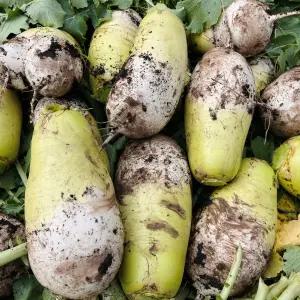 제주 월동 무 10kg 겨울 흙 세척 햇 무우