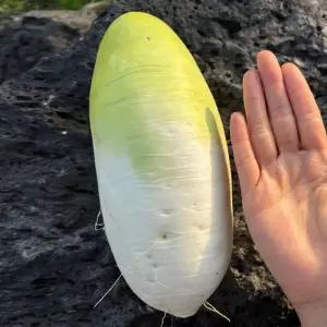 제주 월동 무 10kg 7-13개 세척무 제주무 우 제주도무 우 햇무 생무 동치미 무 겨울무