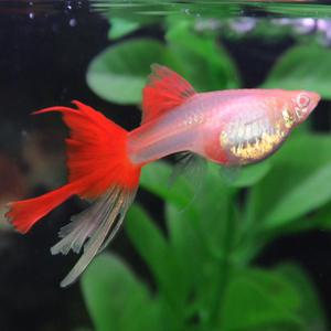 [행운수족관]고정구피, 알비노 풀레드 블러드 스왈로우 [한쌍] 구피