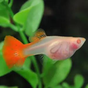 [행운수족관]고정구피, 알비노 풀레드 글라스밸리[수2+암3] 구피