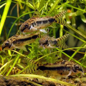 [행운수족관]열대어, 하브로서스 [준성어, 2마리]