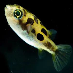 [행운수족관]열대어, 인디언 복어[1마리]