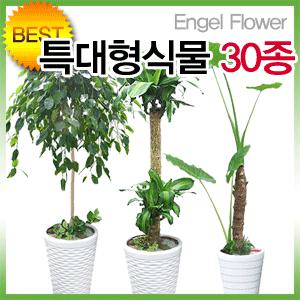 초특가 2M 대형화분 당일2시간배송/행운목·파키라