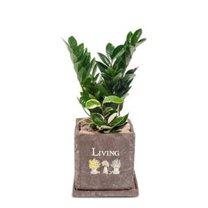 만플라워 실내공기정화식물 관엽 개업축하 화분 꽃배달