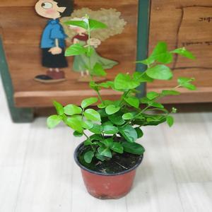 함박자스민(10센치) 하얀꽃이 피면 향기가 가득해요