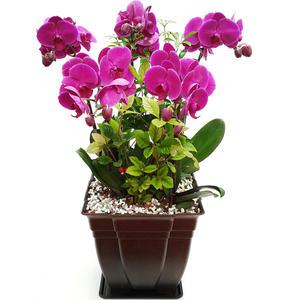 전시회 개인전 축하난 꽃배달서비스