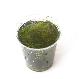 모스 한컵(종이컵) - 음성수초모스활착 활착수초